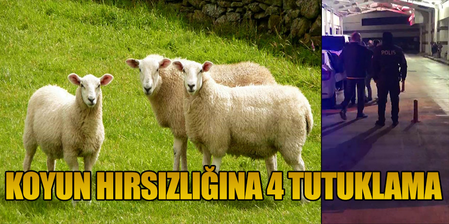 Koyun hırsızlığına 4 tutuklama.