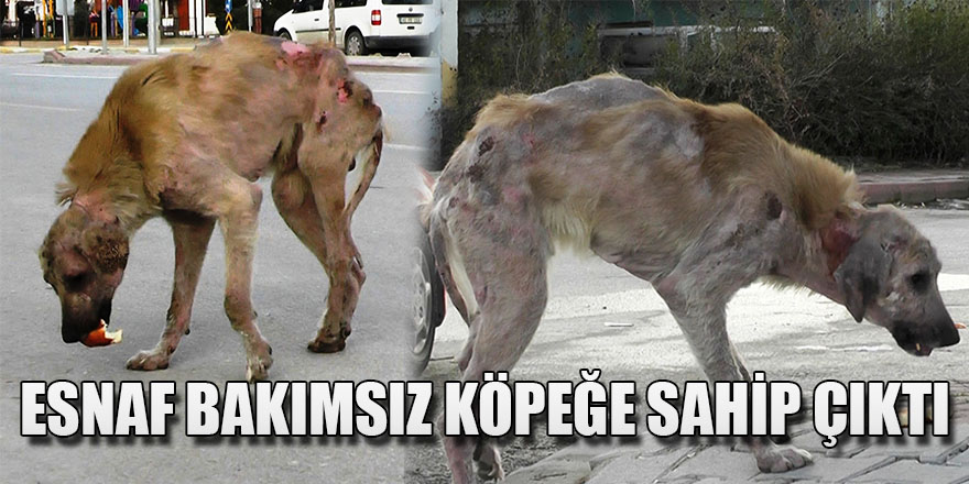 Bakımsız köpeğe esnaf sahip çıktı.