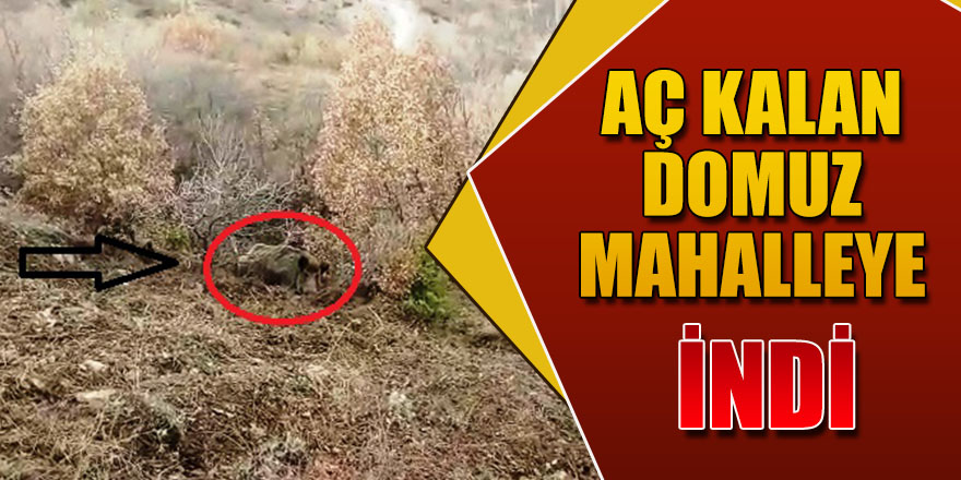 Aç kalan domuz mahalleye indi.