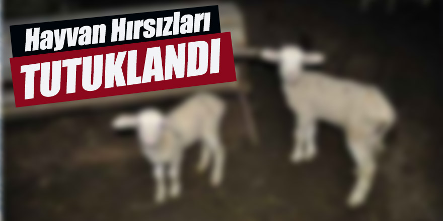 HAYVAN HIRSIZLARI YAKALANDI