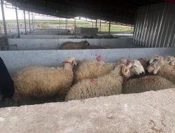 Jandarma Yol kontrollerinde  Küpesiz Hayvan  Ele geçirdi