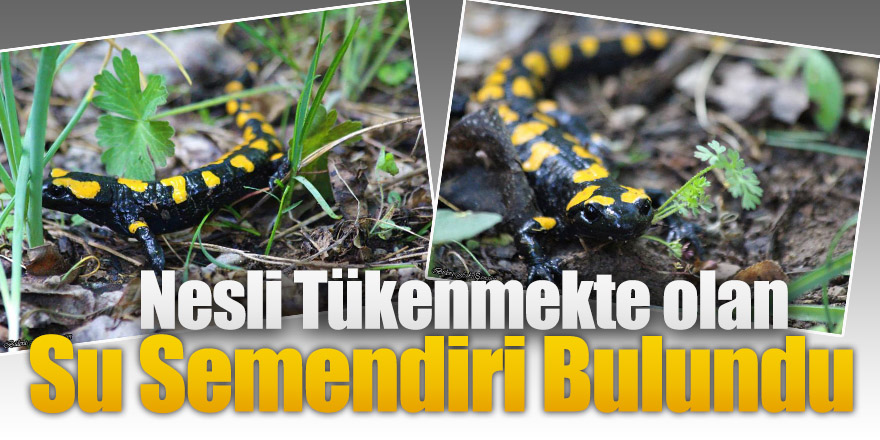 Toroslarda ''Semender'i Bulundu