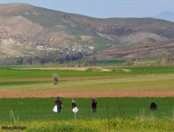 ONLAR BAHARIN EN DOĞAL ÜRÜNÜNÜ TOPLUYOR!
