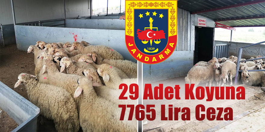 Şartlarına uymayan hayvan nakli jandarmaya yakalandı