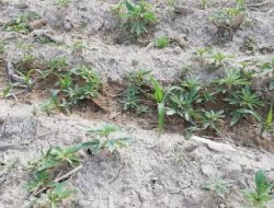 Mısır tarlasında, Hint keneviri