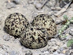 Yuvalarının yakınındaki yangın kuşları göç ettirdi