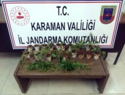 Jandarma Ormanda kenevir ele geçirildi