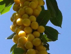 HAYDİ YETKİLİLER KİRAZ ÜRETİCİSİNE DESTEK ZAMANI