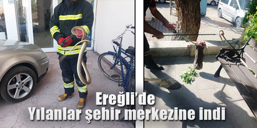 Ereğli’de Yılanlar şehir merkezine indi