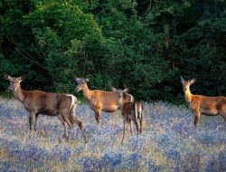 MAHKEME KARARI SEVİNDİRDİ