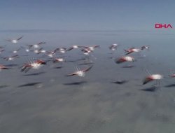 Flamingo cenneti Tuz Gölü, yok olabilir