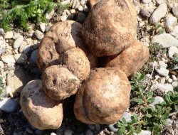 Domalan Mantarı Umut Vermedi