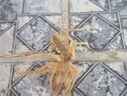 ETLE BESLENEN 2 TANE SARIKIZ ÖRÜMCEĞİ...