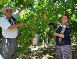 KİRAZ ÜRETİCİSİ ULUSAL BASINDA