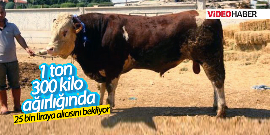 Kurbanlıklar Görücüye Çıktı