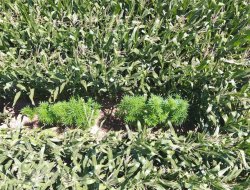 'drone'lu kenevir operasyonu: