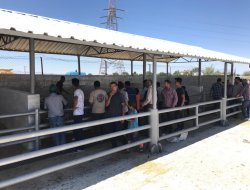 HAYVAN HIRSIZLIĞI ÇETESİ ÇÖKERTİLDİ