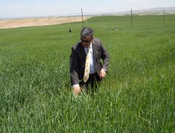 Süne ve Kımıl ile mücadele sürüyor