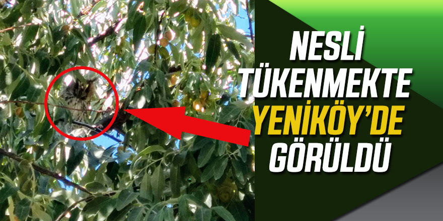 Nesli Tükenmekte Olan Boynuzlu Bayguş Yeniköy’de Görüldü