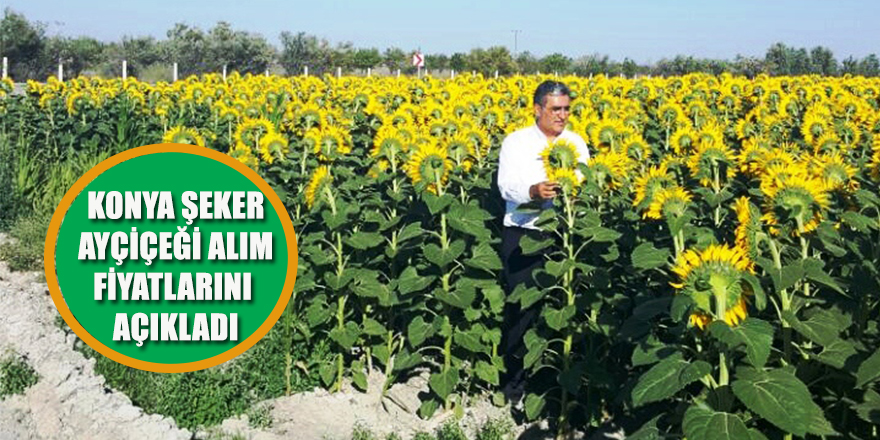 KONYA ŞEKER AYÇİÇEĞİ ALIM FİYATLARINI AÇIKLADI