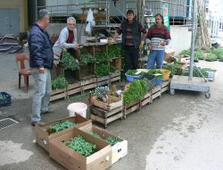 Bahçelerde ekim faaliyetleri başladı