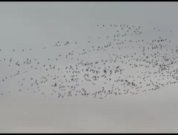 Göçmen kuşlar göç yolunda