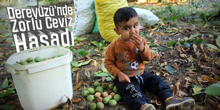 Dereyüzü’nde Zorlu ceviz hasadı