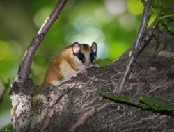 KEMİRGEN YEDİUYUR KAMERADA