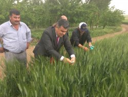Faydalı Böcekler Tarlalara Salındı