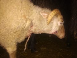 Kurt Koyunlara saldırdı