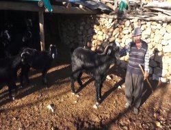 50 yıldır bıyıklarını kesmiyor, fötr şapkasını da sadece yatarken çıkarıyor