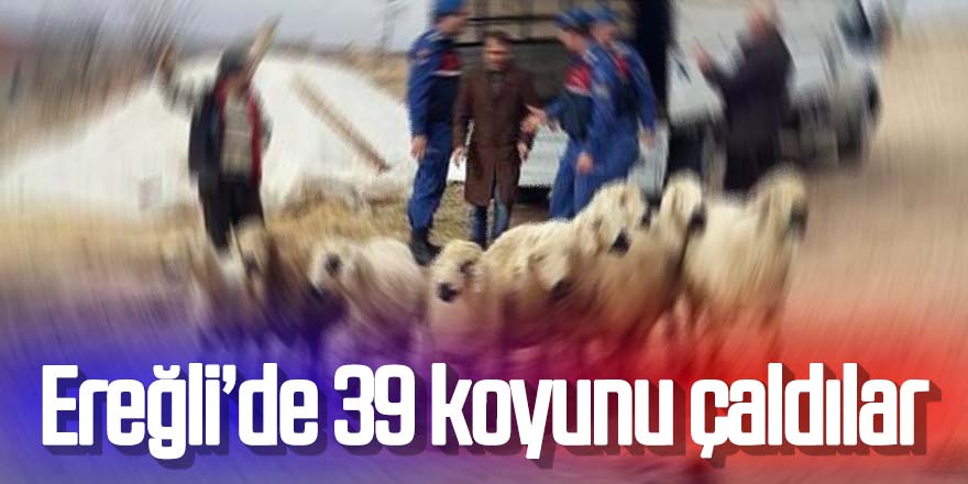 Ereğli’de koyun hırsızlığı