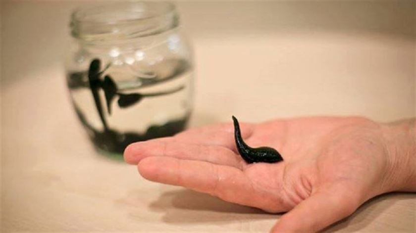 Sülükte Korona riski!