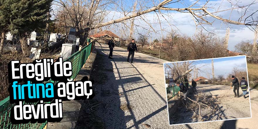 Şiddetli rüzgar ağaçları devirdi