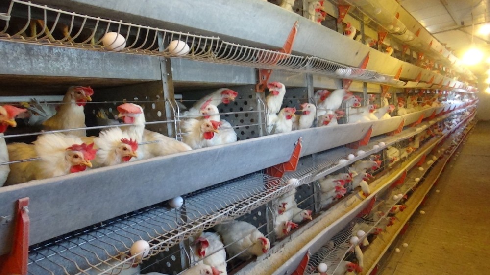Kümes hayvancılığı üretimi aralık ayında arttı