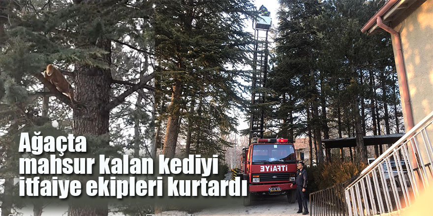 Ağaçta mahsur kalan kediyi itfaiye ekipleri kurtardı
