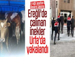 Jasat ekipleri Ereğli'de çalınan İnekleri Urfa'da yakaladı
