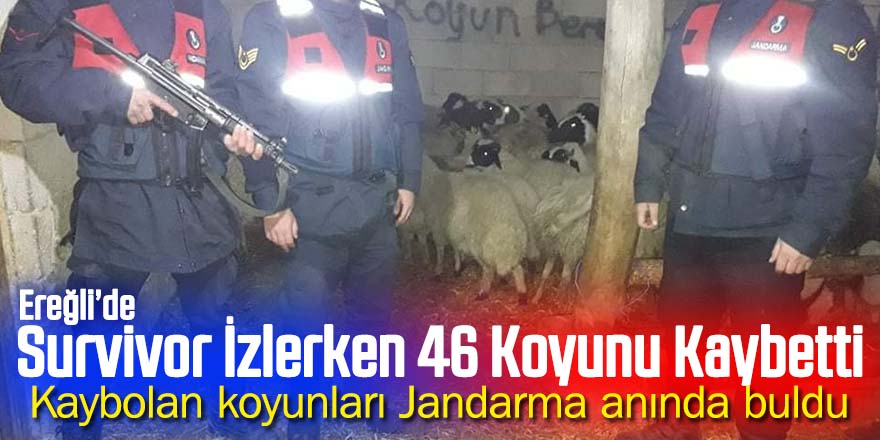 Ağıldan kaybolan koyunları jandarma buldu