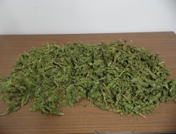 Jandarma Uyuşturucuya göz açtırmıyor