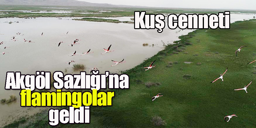 Kuş cenneti Akgöl Sazlığı’na flamingolar geld