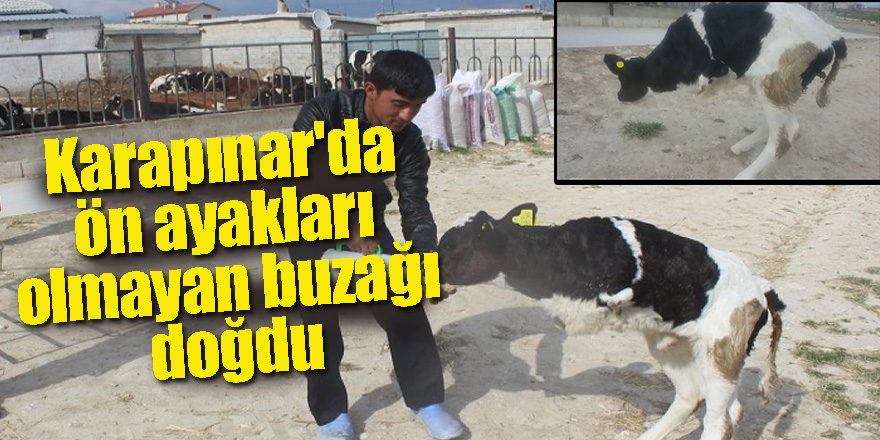 Karapınar'da İnek ön ayakları olmayan buzağı doğurdu