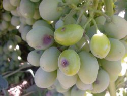 Bağ Küllemesi ve salkım güvesine dikkat!