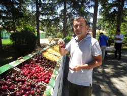 Ereğli Kirazını Seçti