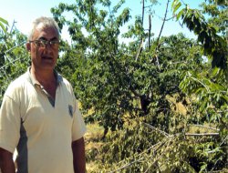 Umduğunu bulamayan üreticiler ağaçları kesiyor!