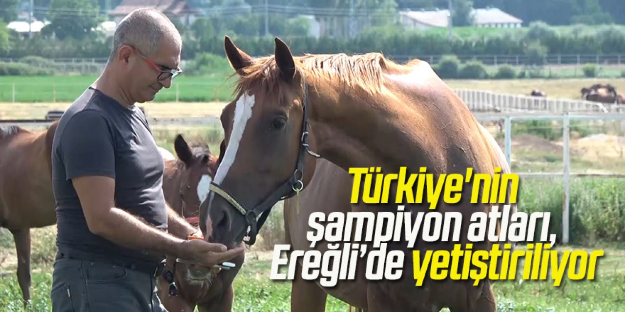 Ereğli'de Türkiye'nin şampiyon atları, bal ve pekmez ile yetiştiriliyor