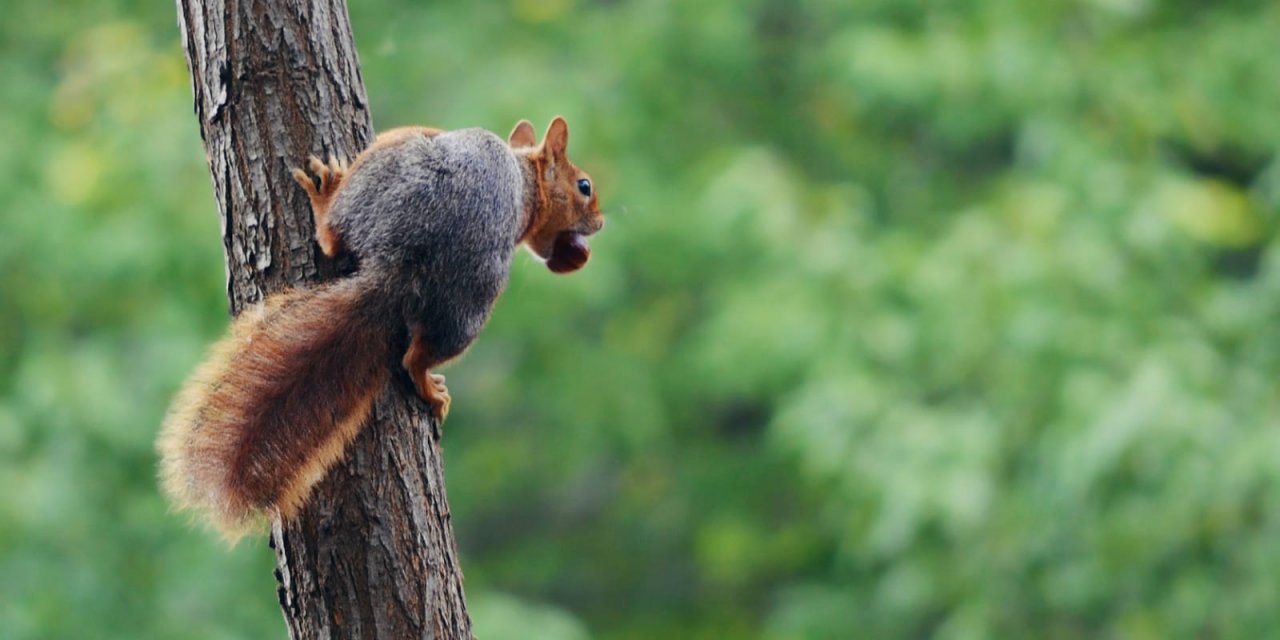 Orman yangınlarından hayvanlar da büyük zarar görüyor
