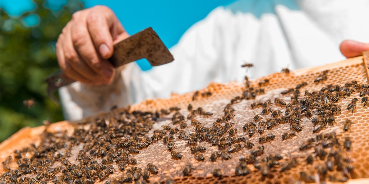 Boş Kalan Arı Kovanları Bal Fiyatlarına Yansıdı