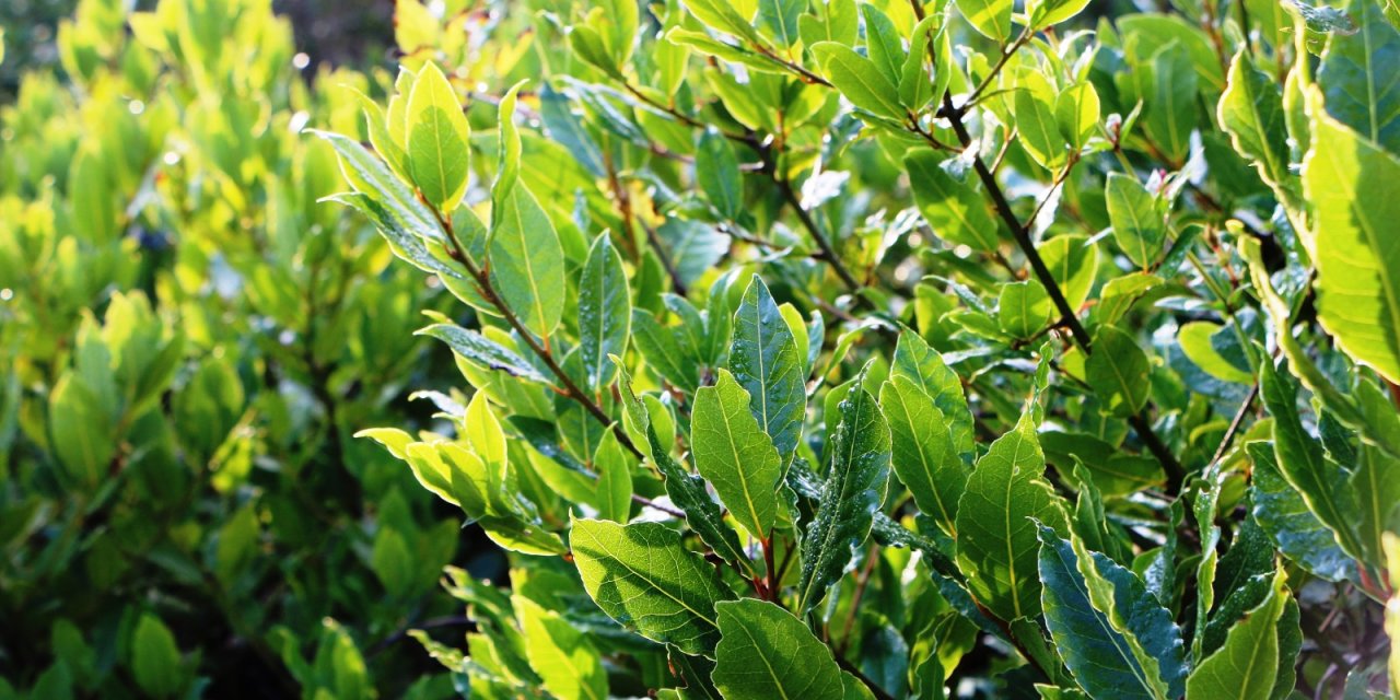 Her derde deva defne yaprağı