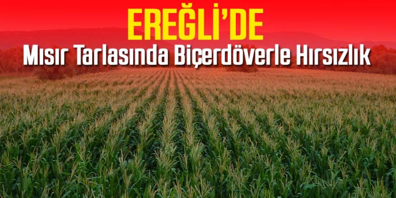 Hırsızlar mısır tarlasından mısırları hasad etti