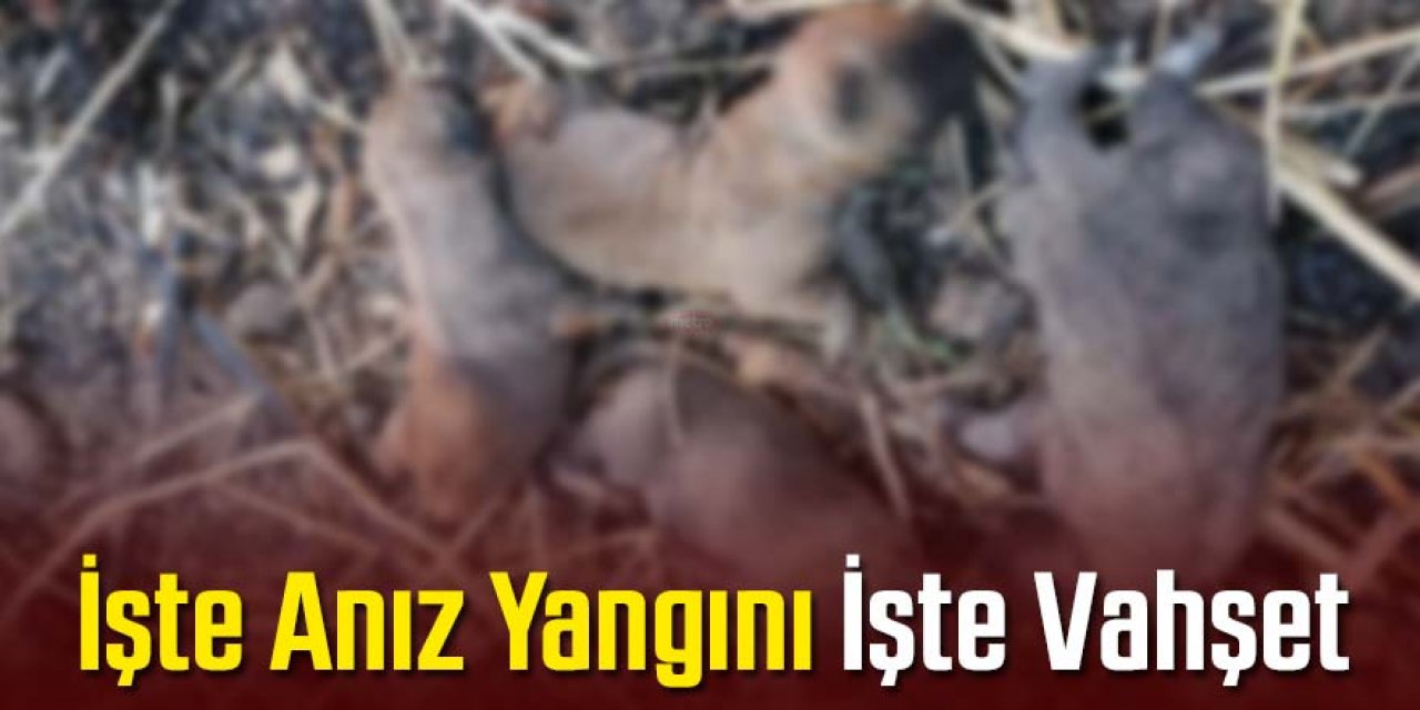Anız yangınında vahşet; 4 yavru köpek telef oldu